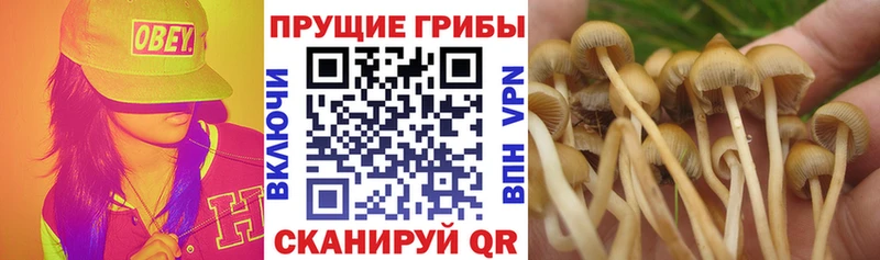 Псилоцибиновые грибы Psilocybine cubensis Нововоронеж
